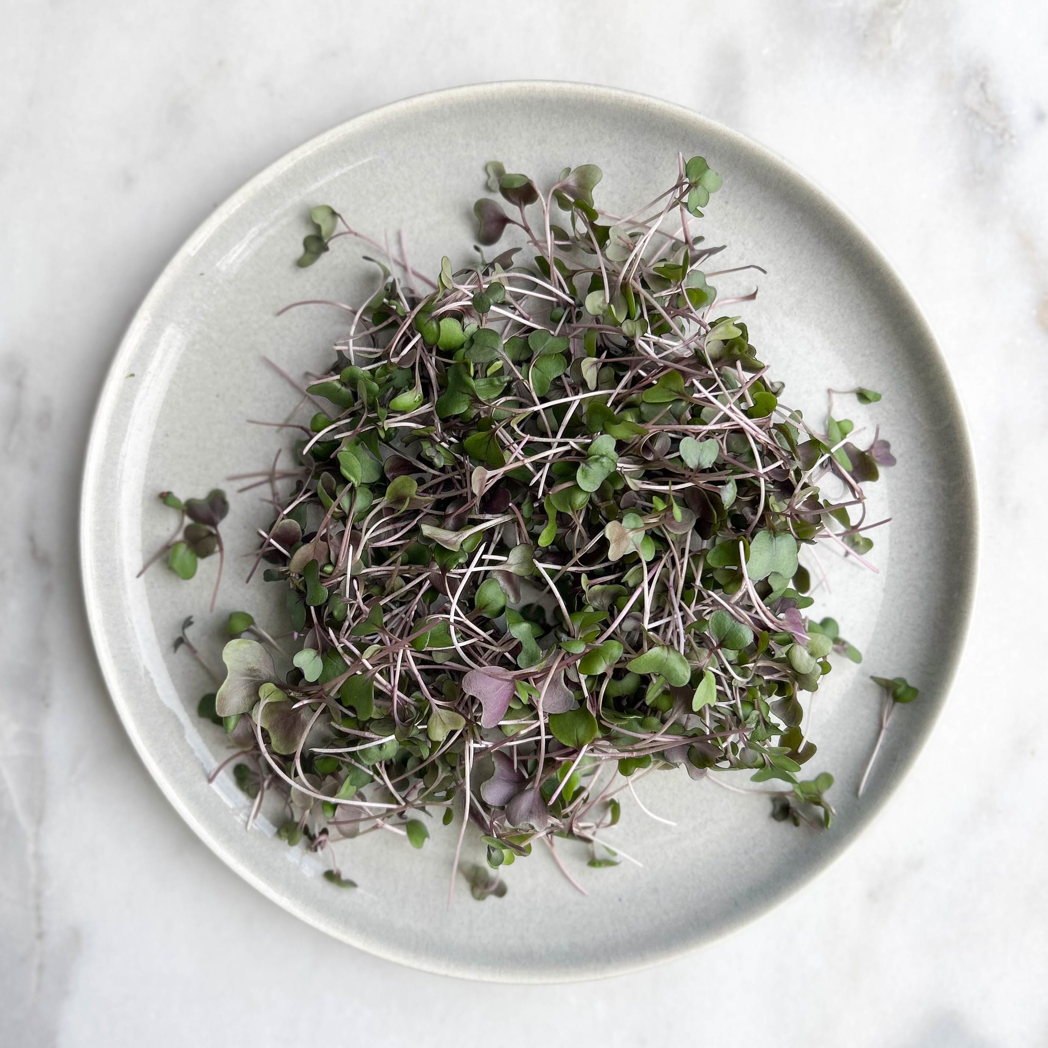 Picture of Alo Farms red cabbage microgreens