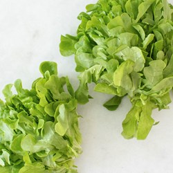 Picture of local lettuce