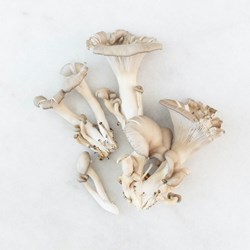 Picture of oyster mushrooms